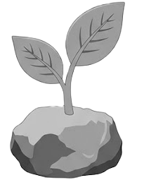 Grow plant out of rock